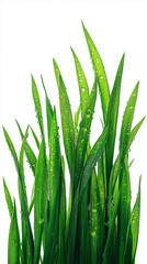 Fototapeta premium Fresh Green Grass with Water Droplets