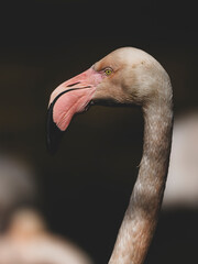 Fototapeta premium portrait of a beautiful flamingo