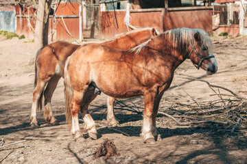 Obraz premium Horses on the ranch on sunny spring day