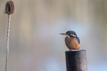 Female Kingfisher, Alcedo athis, perched on a branch