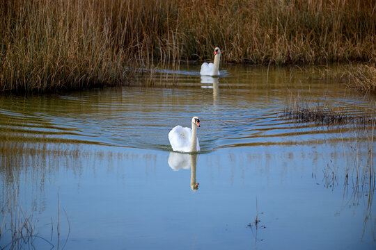A serene photograph of two mute swans (Cygnus olor) gracefully gliding through the calm waters of Vrana Lake, Croatia, at sunrise. Soft pastel hues and gentle ripples create a serene, dreamlike scene