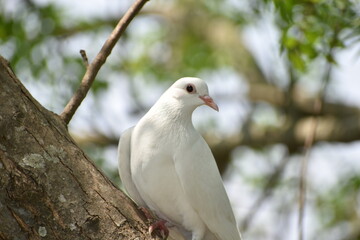 White beautiful pigeon 