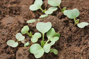 Rows of radish seedlings in the garden. Organic healthy food from your own garden. Garden bed with...