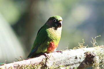 green winged macaw