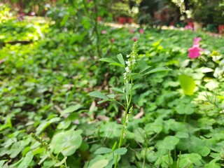 Melilotus albus plant flower. Its other names  honey clover, white melilot, Bokhara clover, white sweetclover and sweet clover. This is a nitrogen fixing legume in the family Fabaceae. 