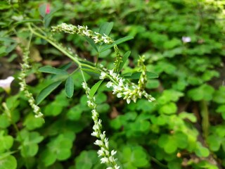 Melilotus albus plant flower. Its other names  honey clover, white melilot, Bokhara clover, white sweetclover and sweet clover. This is a nitrogen fixing legume in the family Fabaceae. 