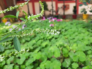 Melilotus albus plant flower. Its other names  honey clover, white melilot, Bokhara clover, white sweetclover and sweet clover. This is a nitrogen fixing legume in the family Fabaceae. 