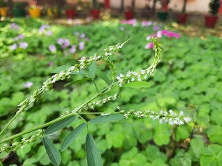 Melilotus albus plant flower. Its other names  honey clover, white melilot, Bokhara clover, white sweetclover and sweet clover. This is a nitrogen fixing legume in the family Fabaceae. 