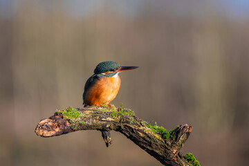 Female Kingfisher, Alcedo athis, perched on a branch