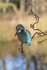 Female Kingfisher, Alcedo athis, perched on a branch