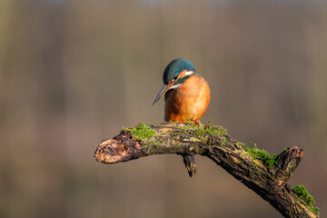 Female Kingfisher, Alcedo athis, perched on a branch