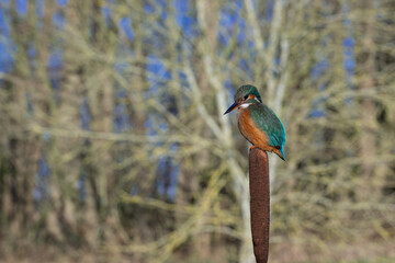 Female Kingfisher, Alcedo athis, perched on a branch