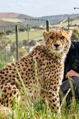 cheetah in rehabilitation centre in South Africa