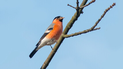 red backed shrike
