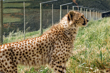 cheetah in rehabilitation centre in South Africa