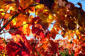 Vibrant autumn vineyard landscape with close-up of leaves transitioning to warm shades of red and orange against a blurred background of green grass and clear blue sky. High quality photo
