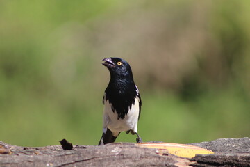 crow on the ground
