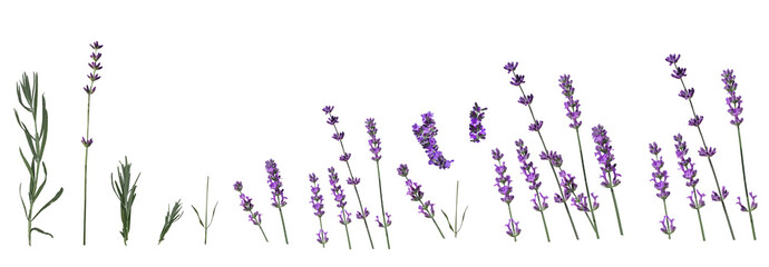 sprigs of lavender of different lines with flowers and leaves. different degrees of flower opening. Lavender . isolated