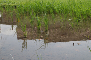 Lush Green Paddy Field Reflecting Serene Waterscape during Rice Cultivation