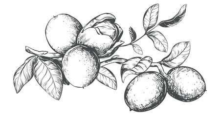 Branch Walnuts drawn horizontal. Vector illustration in engraving technique. Ingredient for nut paste, oil, liqueur. For packaging design. Linear drawing in ink.