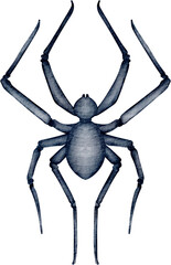 watercolor spider