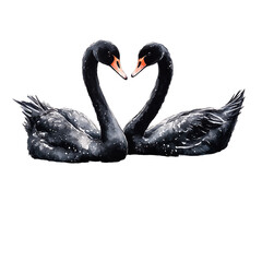 Fototapeta premium Two black swans facing each other in the shape of a heart.