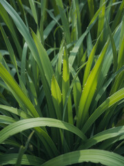 Obraz premium Green grass leaves.
