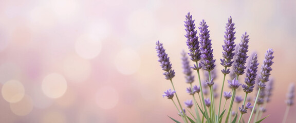 Lavender flowers against a blurred pink background leaving empty space on the left.