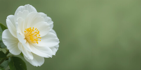A single white doves camellia flower with a yellow center against a blurred green background.