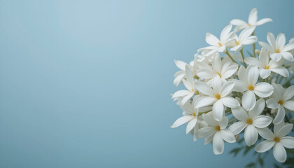 A cluster of white flowers against a neutral light blue background.