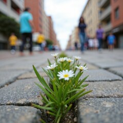 Resilient Daisies in City Street Crack
