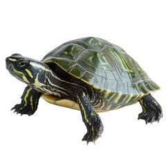 Fototapeta premium Close-up of a colorful turtle on a white background, showcasing its textured shell and intricate patterns.