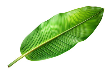 Fototapeta premium green banana leaf isolated on transparent background (