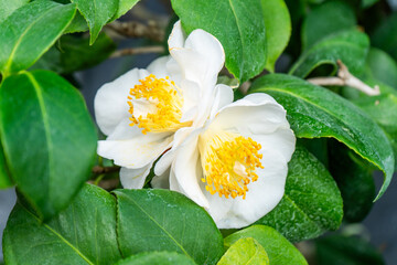 Camellia White Flower bud with Yellow Stamens