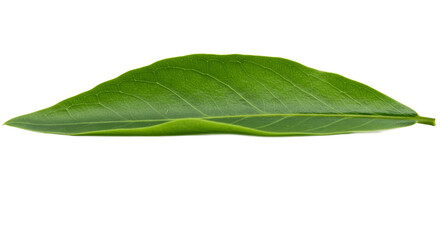 Obraz premium Fresh green leaves isolated 