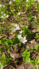 White blooming forest primroses close-up among grass in sunlight in the forest