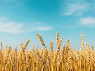 Fototapeta premium Golden wheat fields stretching endlessly under a brilliant blue sky, peaceful rural charm