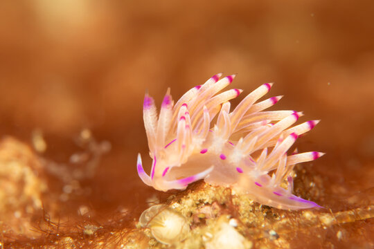 A beautiful sea slug in purple and white color. Nudibranch Flabellina in a tropical coral reef in the Philippines