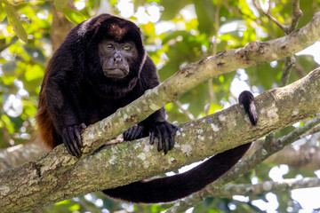 Mantled howler (Alouatta palliata), Costa Rica. Selective focus on monkey's eyes