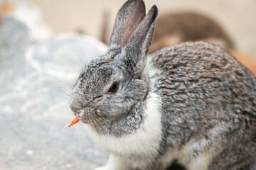Small cute rabbit or bunny eating carrot. Animal in the farm portrait scene. Close-up.