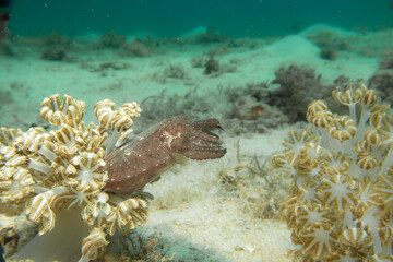 An amazing cuttlefish among soft coral. Picture from Puerto Galera, Philippines. Sandy bottom and turquoise water in the background