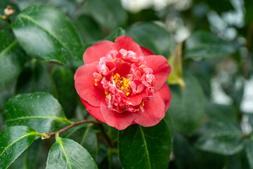 Camellia Red Flower bud with Yellow Stamens. Petal