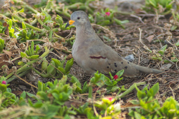 pigeon cub playing in the park garden