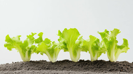 Lettuce Plant Growing Densely Together in Rich Soil Under Natural Light Against a Minimalist white Backdrop