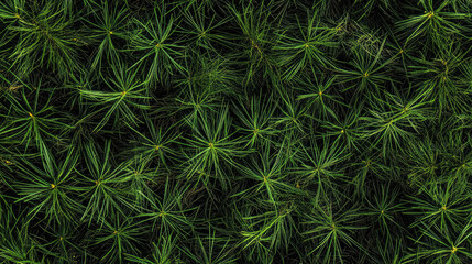 Pine Branches Densely Cover the Ground, Creating a Lush Green Landscape in Early Spring