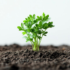 Fresh Parsley Growing From Dark Soil Against a Clean White Background in a Minimalist Layout