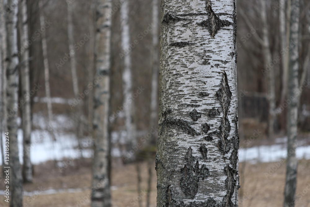 Poster close-up shot of a tree trunk in a forest setting, ideal for nature and outdoor themed projects.