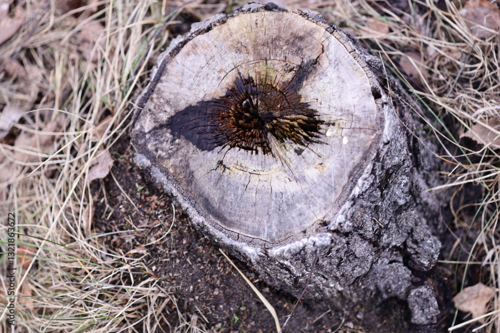 Poster a close-up view of a tree stump with a plant growing out of it.