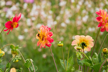Colorful dahlia blossoms attract buzzing bees in a lively garden during late spring