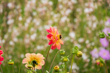 Fototapeta premium Colorful dahlia flowers bloom in a lively garden, attracting bees on a bright sunny day